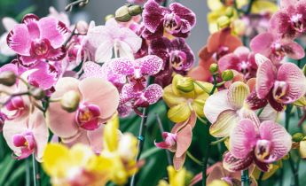 Idées pour un jardin d’orchidées : comment concevoir un espace extérieur époustouflant