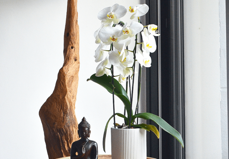 How Often Do Orchids Bloom? (and How Can I Make it Happen?)