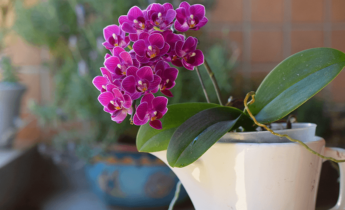 Como proteger plantas delicadas dentro de casa durante o inverno: dicas essenciais para cuidados no inverno