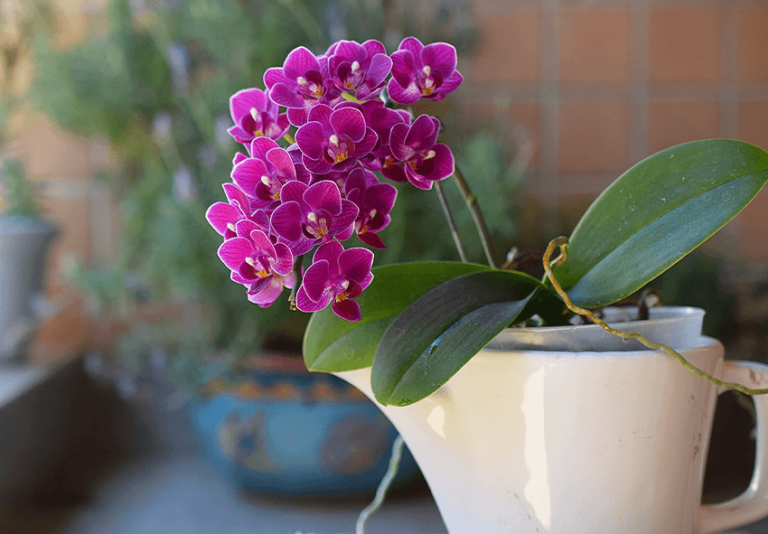 How often do orchids bloom and how can i make it happen 