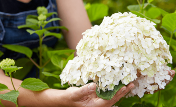 Complete Guide for Hydrangeas: Mastering the Art of Planting, Pruning, Care and More