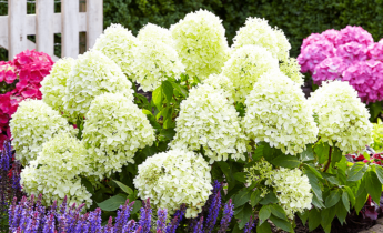 When and How to Transplant Hydrangeas: Your Complete Guide