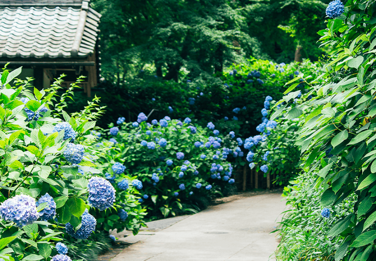 When and How to Transplant Hydrangeas: Your Complete Guide