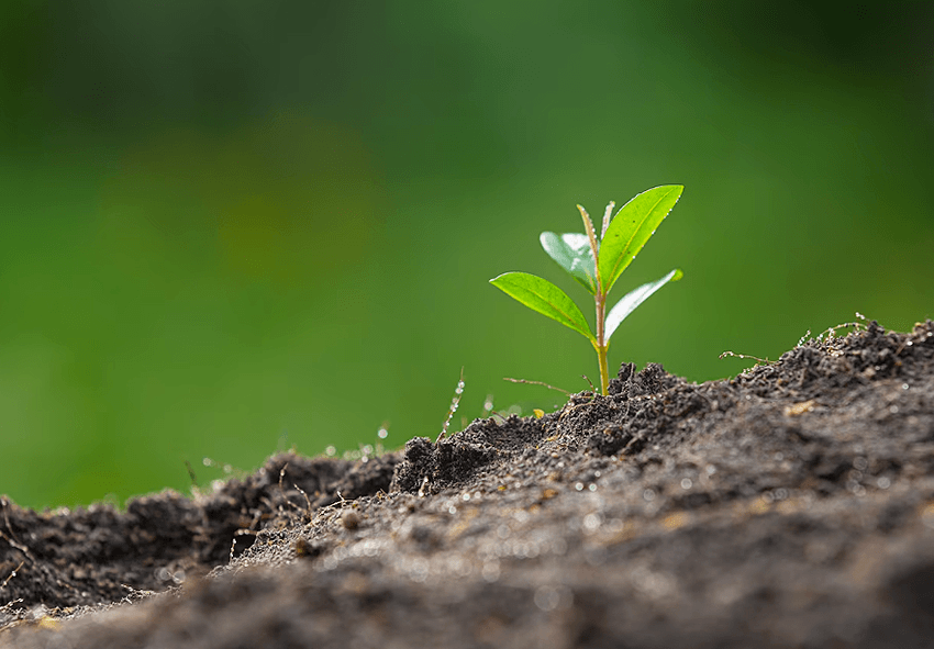 Cura del giardino: Preparazione e manutenzione del suolo - Una guida  completa per piante sane e produttive