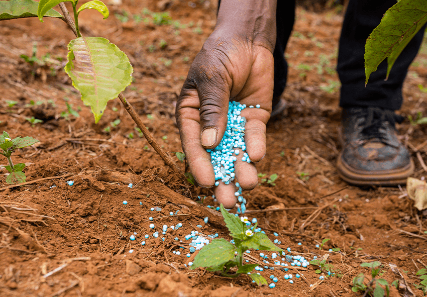 Garden Care Soil Preparation and Maintenance A Comprehensive Guide