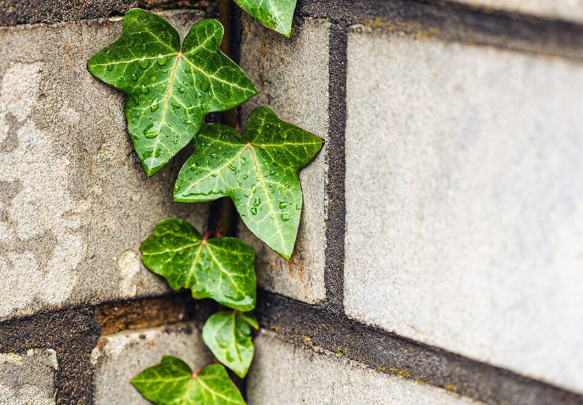 English ivy photo