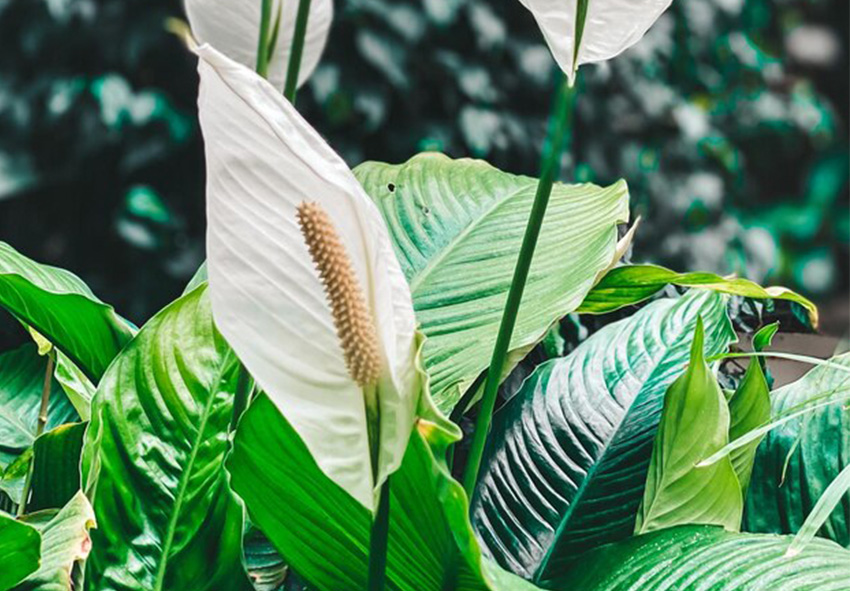 Spathiphyllum photo