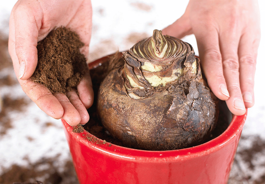 Amaryllis bulbs photo