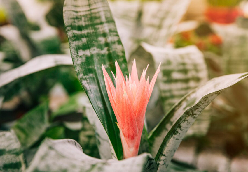 Bromeliad photo