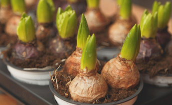 Planting and Caring for Bulbs: A Complete Guide for Gardening Enthusiasts