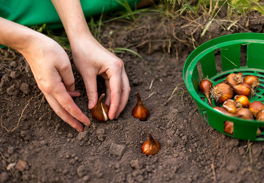 Bollen foto