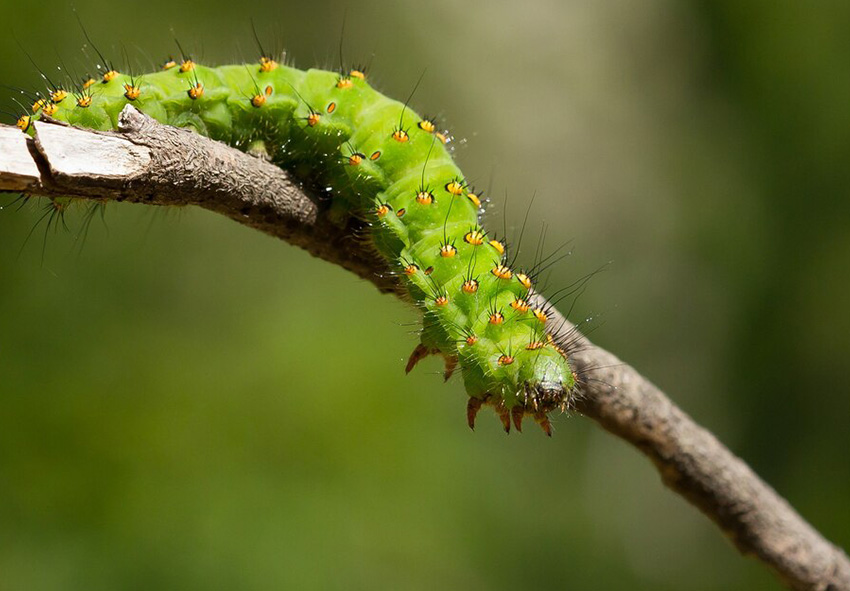 Caterpillar photo