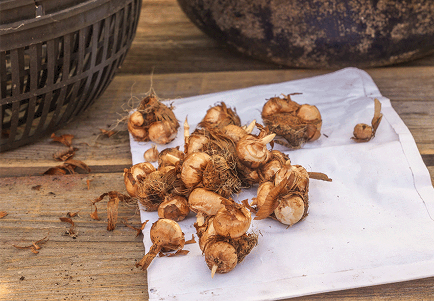 Crocuses bulbs on sale