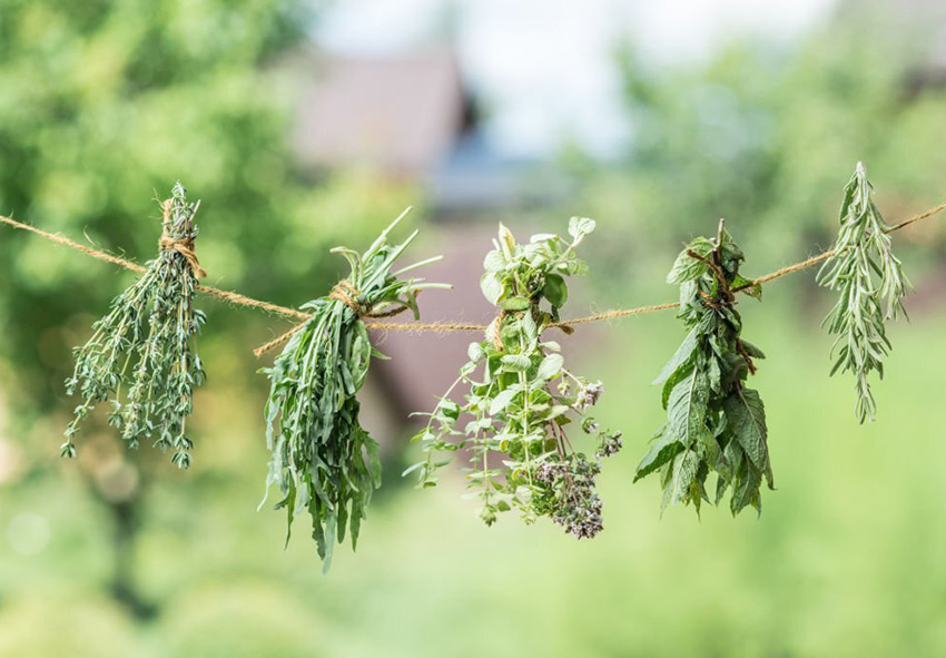 Séchage des herbes photo