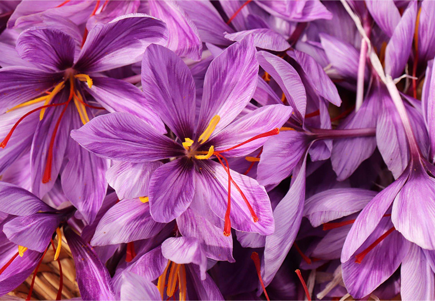 When to Plant Colchicum Autumnale: Expert Guide for Late-Season Garden ...