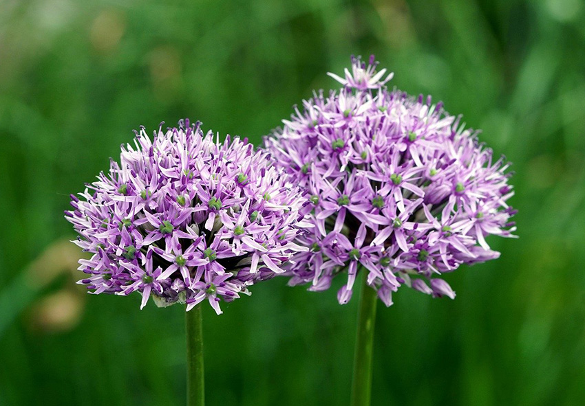Expert Guidelines for Planting Alliums