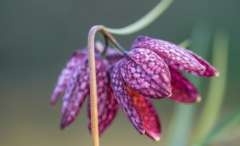 Unlocking Success: Expert Insights on the Best Time to Plant Fritillaria Bulbs