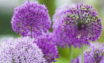 Unveiling the Timing: Expert Guidelines for Planting Alliums