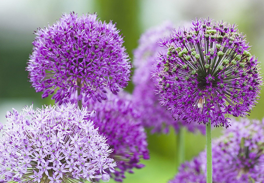 Wanneer Alliums planten: Expertgids voor prachtige tuinbeelden