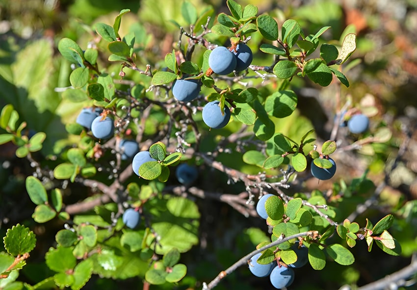 Blueberry bush photo