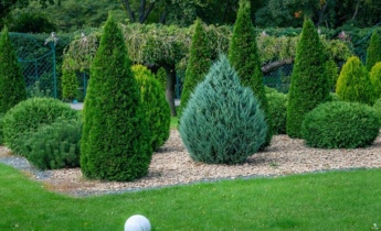 Choosing the Right Trees and Shrubs for Your Landscape