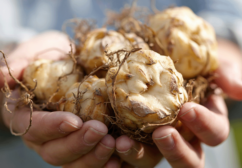 Timing en technieken voor het planten van leliebollen