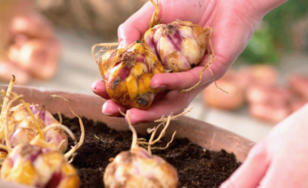 Unveiling the Secrets: Optimal Timing and Techniques for Planting Lily Bulbs