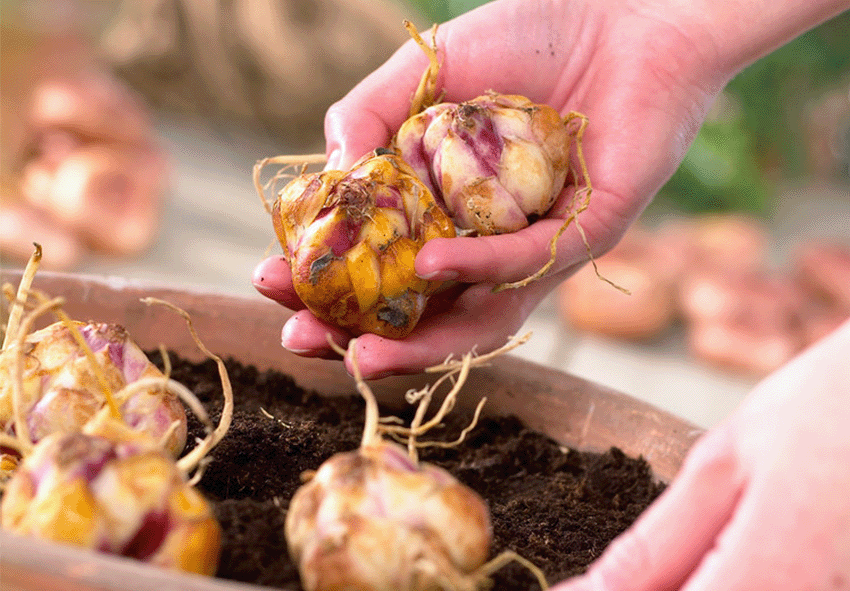 Momento y técnicas para plantar bulbos de lirio