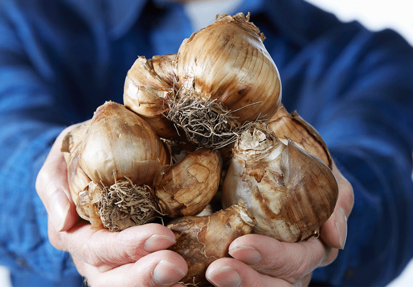 Bulbes de narcisses photo