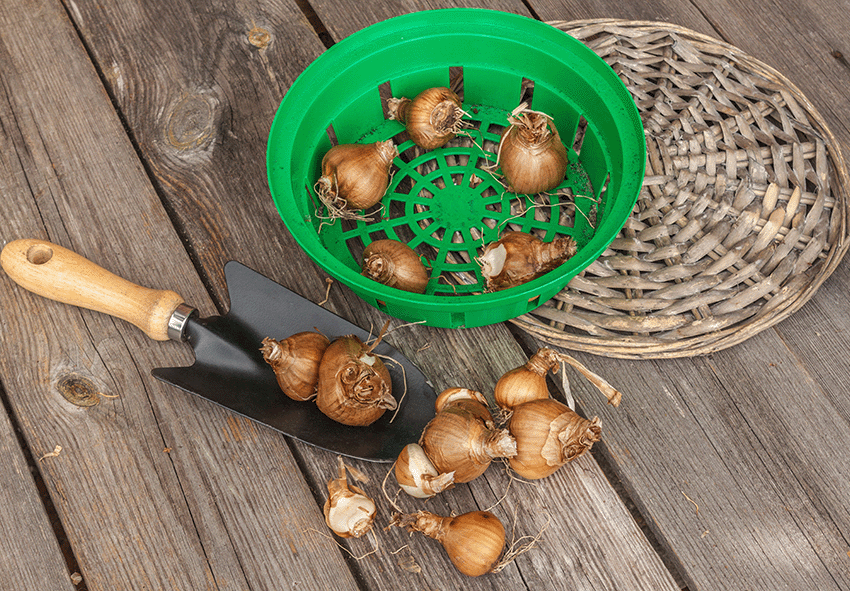 Narcissus bulbs photo