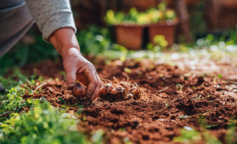 Plantering av Fritillaria-lökar: Experttips för plantering av höstblomma lökar