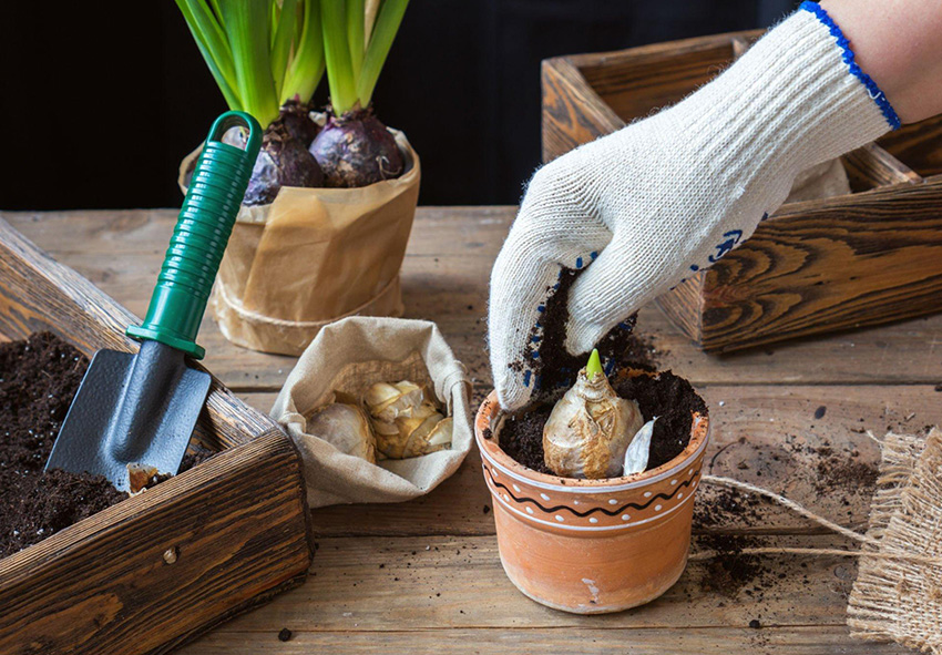 Plantar bulbos de jacinto