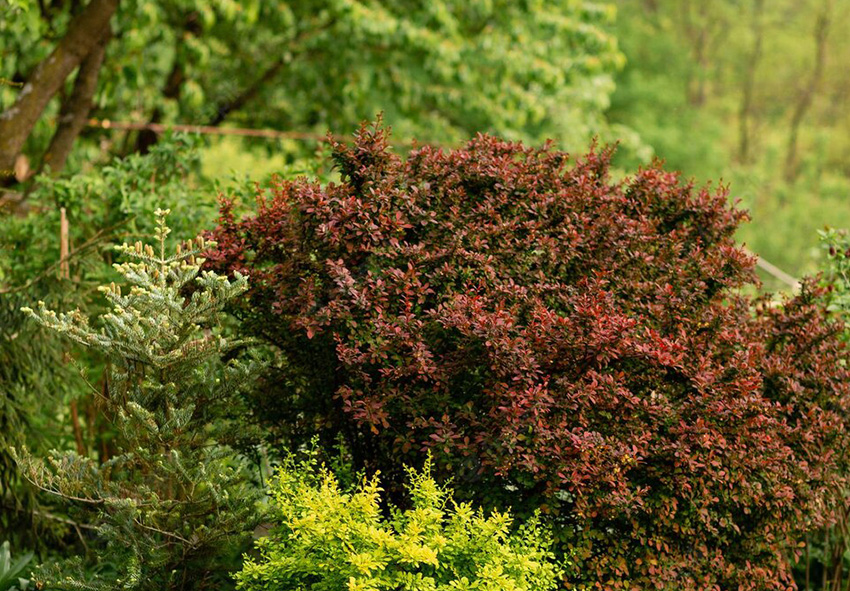 Shrubs and bushes for erosion control