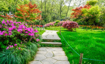 Grundlegende Gartenpflege für den Sommer: Bewässerung, Pflege und hitzeresistente Pflanzen