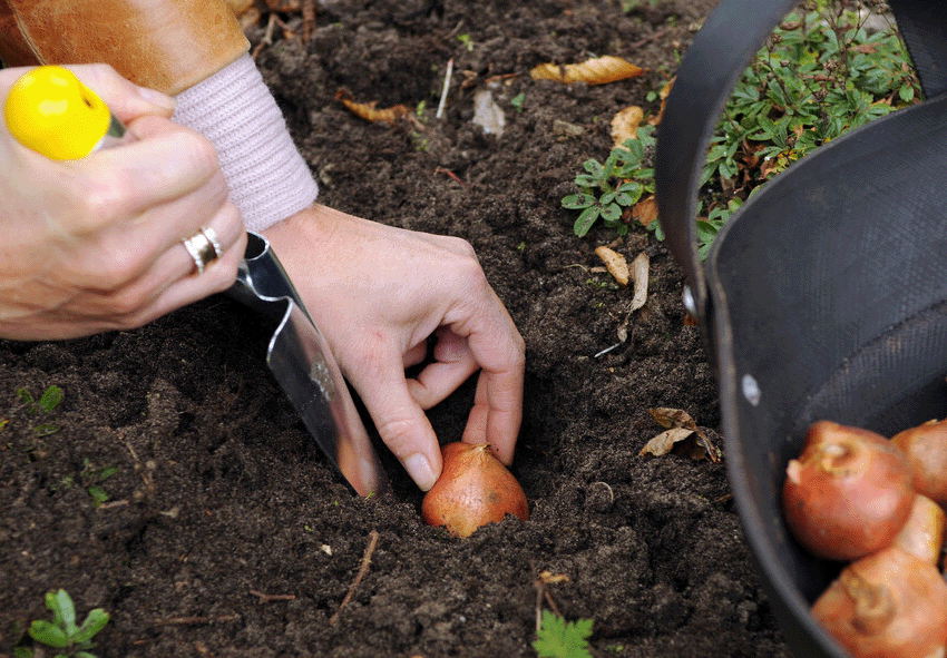 Tulip bulbs photo