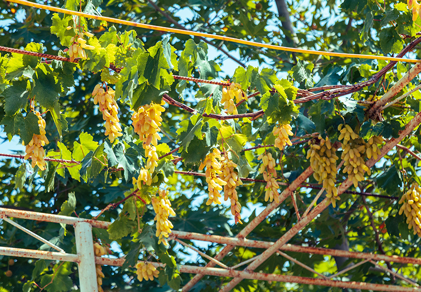 Fotografia de jardim de verão