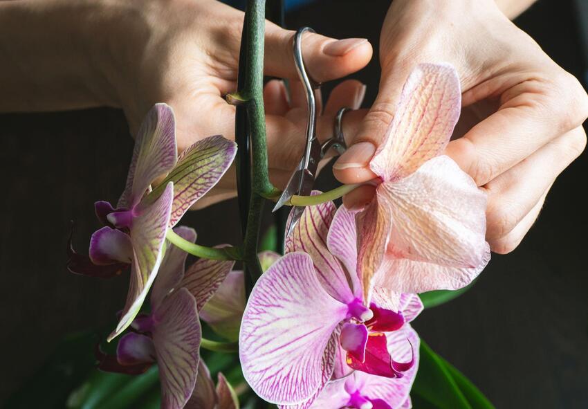 Fertilizzante Orchidee per Crescita Forte e Sana -Concime Orchidee Naturale  1 Litro