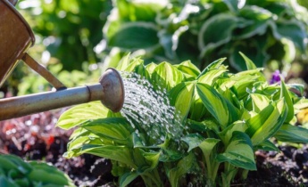 Cuidados com a planta Hosta: Dicas essenciais para cuidar das hostas após o plantio