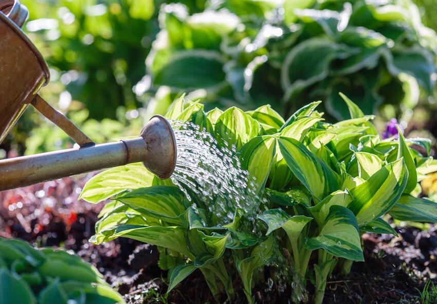 bulbos de hosta, entregar hosta 