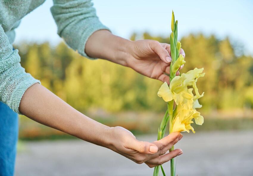 beställa gladiolus 