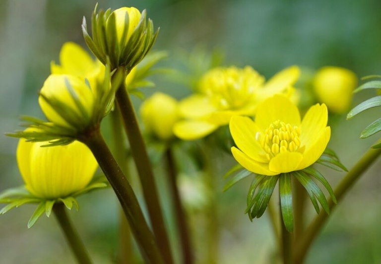 Wie man Eranthis (WinterAconite) pflanzt Expertenanleitung für früh