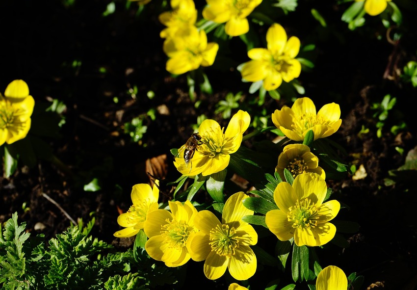 eranthis kopen, Nederland 