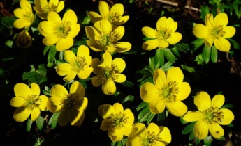 Omfamna de tidiga blommorna: Att bemästra konsten att plantera Eranthis (vinterakonit)
