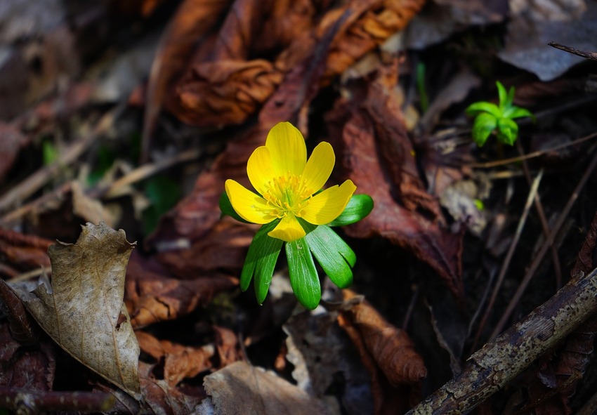 eranthis bulbos, comprar eranthis bulbos online 