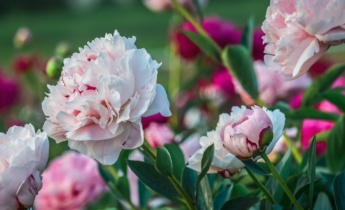 Hoe pioenrozen te vermeerderen: eenvoudige methoden voor gezonde nieuwe planten