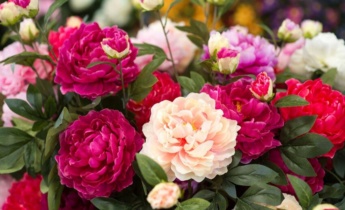 Peonies in Garden Design: Tips for Creating Stunning Landscapes