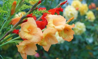 De expertgids voor gladiolen: Verzorging, planten, snoeien en meer