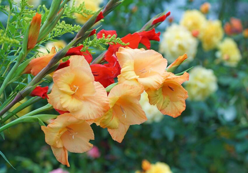 Cumpărați gladiolus, Olanda 