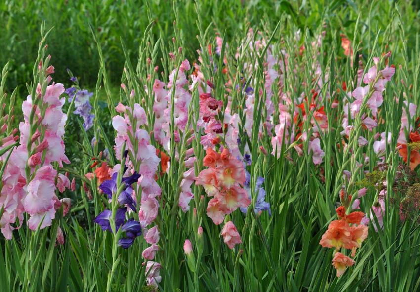 plantering av gladioluslökar 