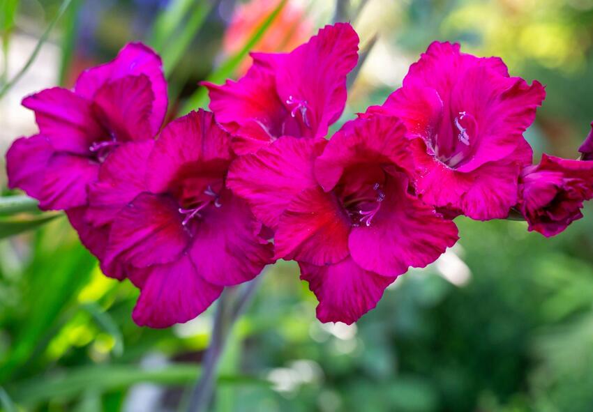 ostaa gladioluksen sipulit verkossa 